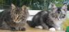 Maine Coon Boys