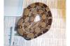 0.2 Boa constrictor imperator ENZ 06 2008