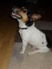 Kinderlieber Familien Hund,  Jack Russell