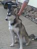 Alaskan Malamute Hündin sucht neues zu Hause