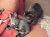 zwei Katzen (Kater + Katze) grau-getigert - umständerhalber abzugeben - 3/ 4 Jahr