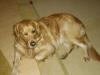 Golden-Retriever-Hündin,  kastriert sucht...