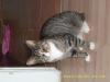 abgabe einer katze