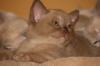 biete Burma Burmesen Kitten in den Farben creme,  lilac-tortie u. chocolate
