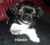 kleine Chihuahua - Shih Tzu Welpen