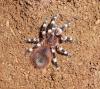 Acanthoscurria brocklehursti 