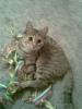 2 Jahre alte Katze sucht ein neues Zuhause