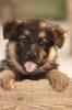 Altdeutsche Schäferhund Welpen abzugeben