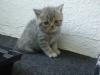 Britisch Kurzhaar,  BKH Katzen/ Kater Kitten suchen neues Zuhause