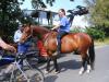 Pferdeausbildung,  Pferdefreundlich und  Professionell von Trainerin B Reitsport 
