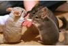 Drei Chinchilla-Weibchen