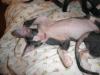 DON SPHYNX Kitten wollen nach Hause!!!