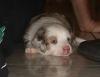 Mini Australian Shepherd Welpen