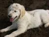Golden Retriever Welpe!