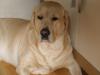 Kräftiges Blondes Labrador (männlich,  2 Jahre) an liebevolle Hände abzugeben  30