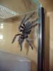 Psalmopoeus irminia 0.1