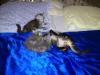 3 süße Katzenbabys -  Main Coon/ Norweger Mx