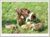 Border Collie Welpen mit VDH Papieren