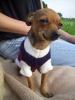 toy terrier Deckrüde