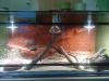 Bartagamenbock mit Terrarium,  Deko & Faunarium