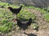 Marans-Junghähne