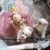Maltipoo Welpen Rüde aprico