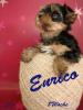 Yorkshire Terrier Welpen (Rüden) 