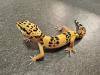 Biete Leopardgecko Nachzuchten 2023 und 2022 (Eublepharis macularius) bei Hambur