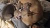 Süsse Chihuahua shitzu Mix Welpen