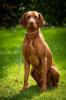 Magyar Vizsla Deckrüde *Philos vom Starkenbrunnen* Körzucht *Kein Verkauf