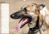 Kalender Planer Hunde Portrait - Dein treuer Begleiter