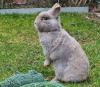LEA - Zwergkaninchen sucht Anschluss - 5 Jahre - Tierhilfe-Franken e.V.