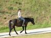 Suche Reitbeteiligung