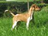 süße 4 Monate junge Jack-Russell Welpendame