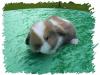 reinrassige und handzahme NHD Babys