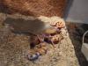 biete Leopardgecko DNZ