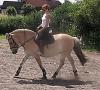 Suche Reitbeteiligung