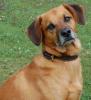 Hundeschule  Alfo 