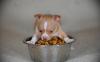 Suche chihuahua welpe
