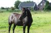 Deutsches Reitpferd,  Stute, 4 Jahre, roh