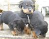5 kleine Rottweiler