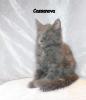 Maine Coon Kitten aus Hobbyzucht zu verkaufen