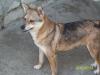 Rocco sucht endlich seine eigene Familie!!!