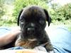 Boxerwelpen