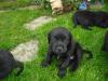 super-süße schwarze Labrador Mischlingswelpen