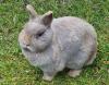 LEA - Zwergkaninchen sucht Anschluss - 5 Jahre - Tierhilfe-Franken e.V.