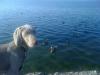 Weimaraner,  kurzhaar,  grau,  männlich,  7 Monate
