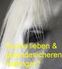 Suche lieben Haflinger