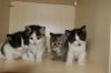 3 Birmchen suchen ein neues zu Hause