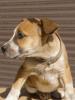 süße Amstaff Welpen